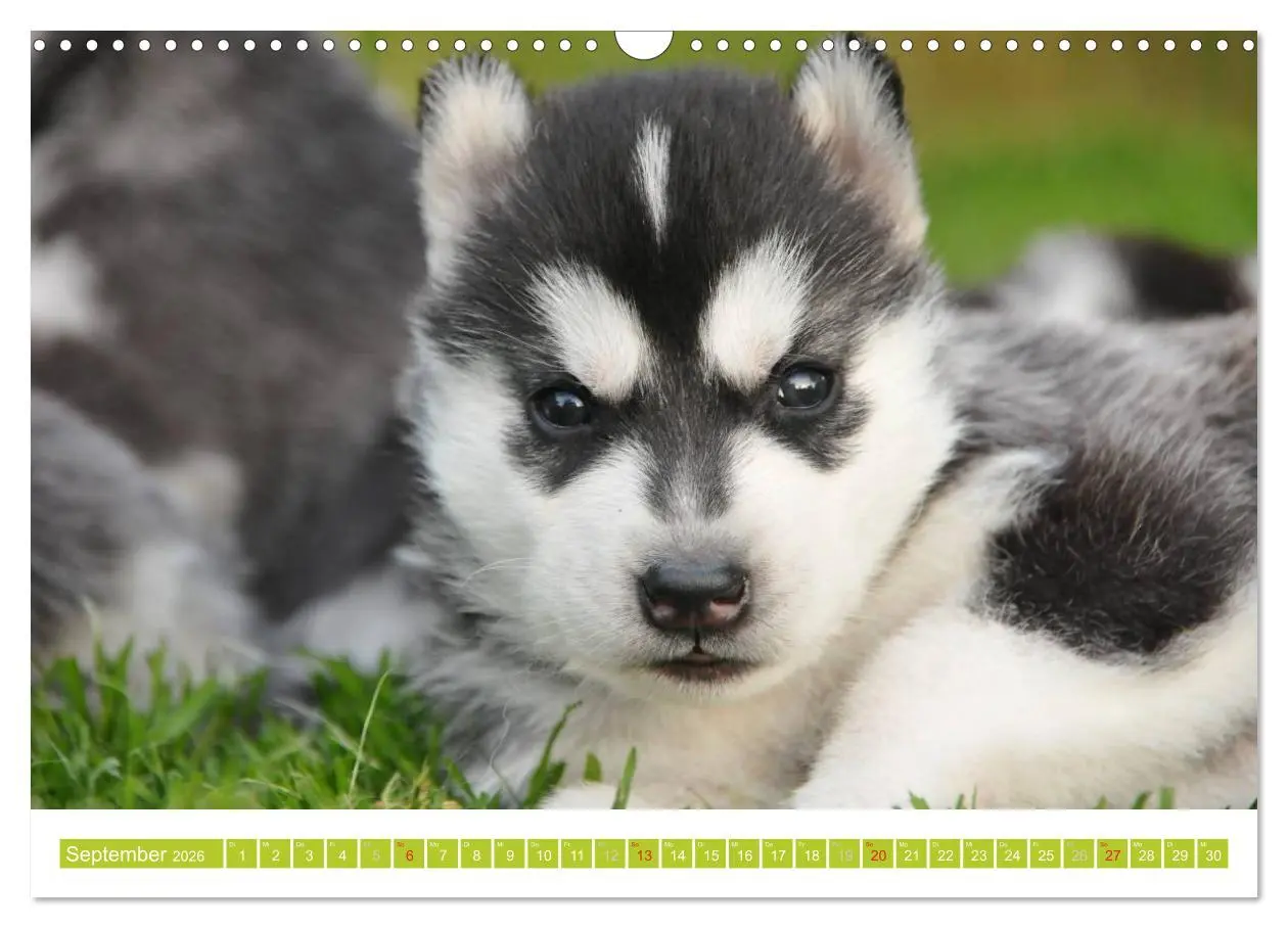 Bild: 9783516154740 | Siberian Husky - der Urtyp (Wandkalender 2026 DIN A3 quer),...