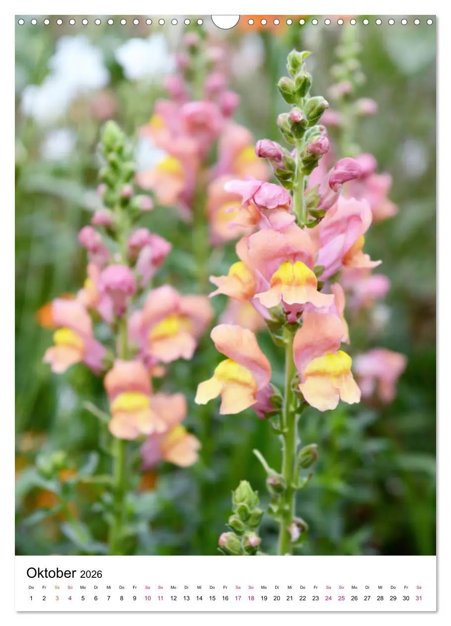 Bild: 9783516394740 | Gärtners Lieblinge - Vielfalt der Stauden im Garten (Wandkalender...