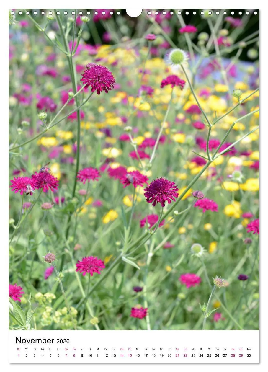 Bild: 9783516394740 | Gärtners Lieblinge - Vielfalt der Stauden im Garten (Wandkalender...