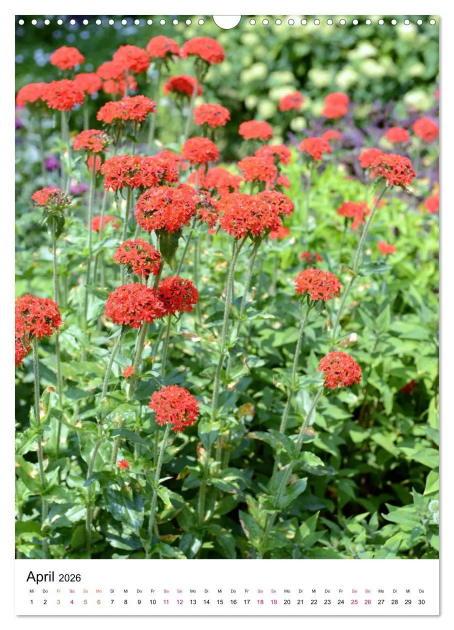 Bild: 9783516394740 | Gärtners Lieblinge - Vielfalt der Stauden im Garten (Wandkalender...