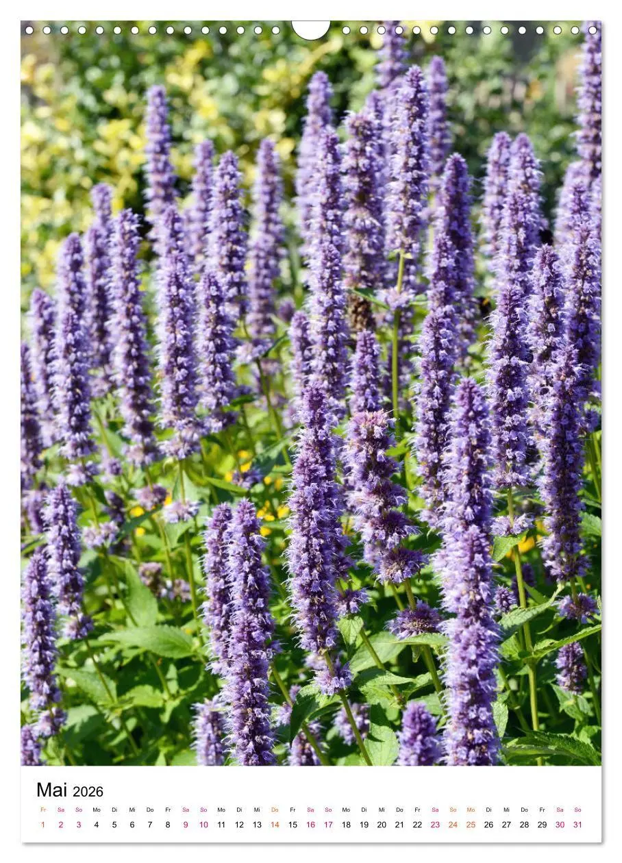 Bild: 9783516394740 | Gärtners Lieblinge - Vielfalt der Stauden im Garten (Wandkalender...