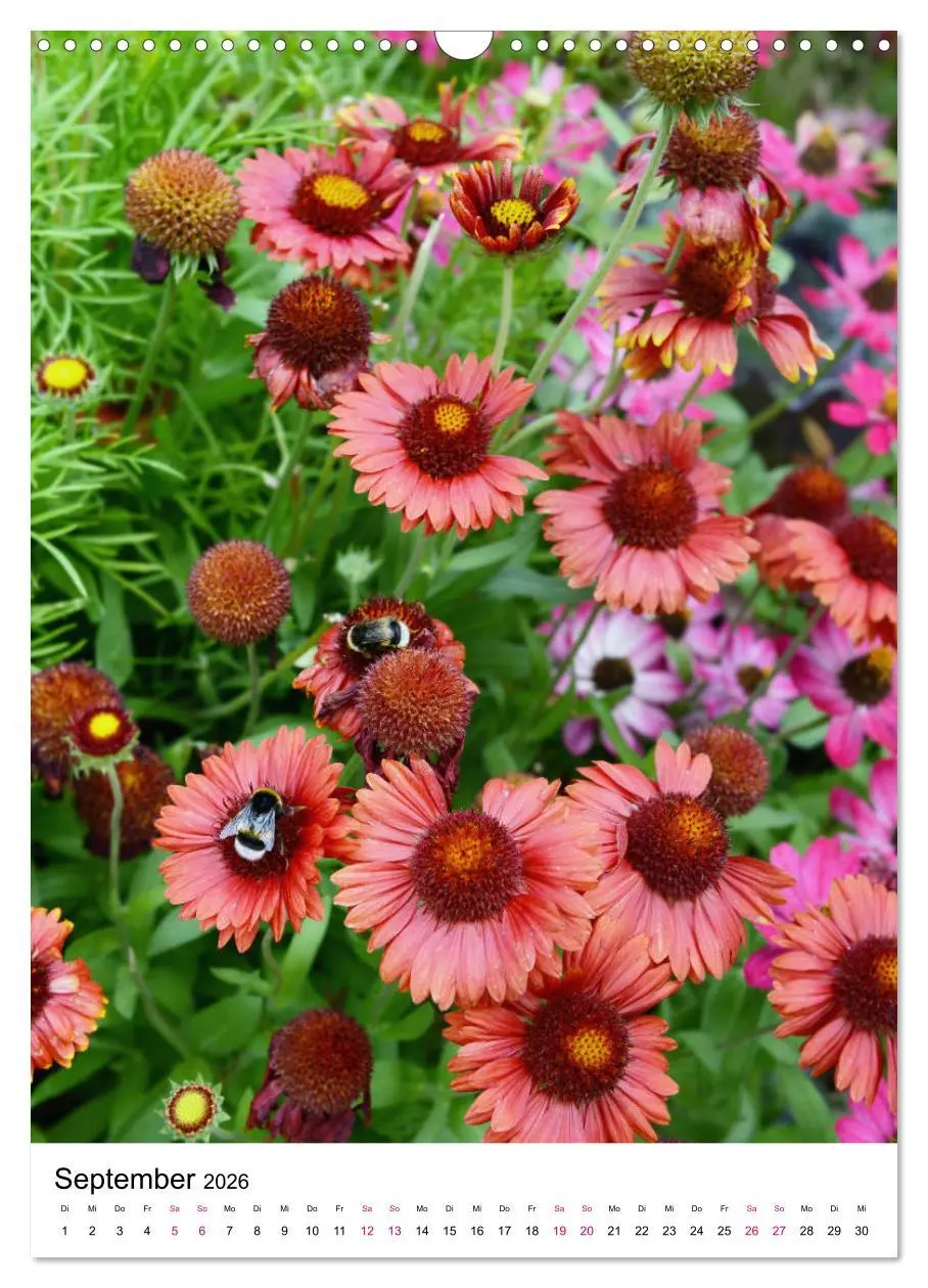 Bild: 9783516394740 | Gärtners Lieblinge - Vielfalt der Stauden im Garten (Wandkalender...