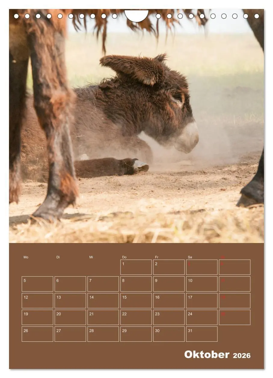 Bild: 9783516384840 | Entzückende Esel - Charmant und liebenswert (Wandkalender 2026 DIN...