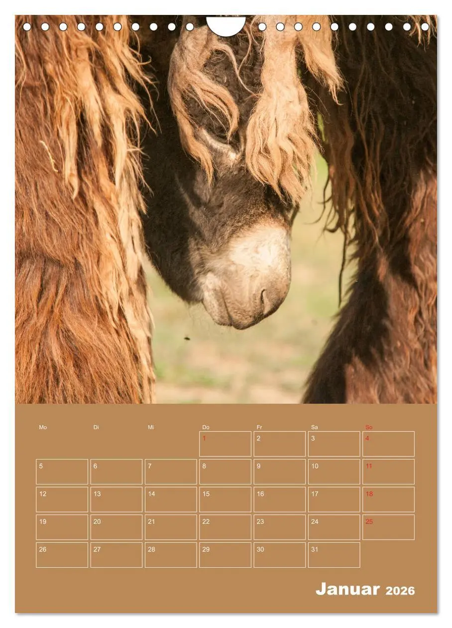 Bild: 9783516384840 | Entzückende Esel - Charmant und liebenswert (Wandkalender 2026 DIN...