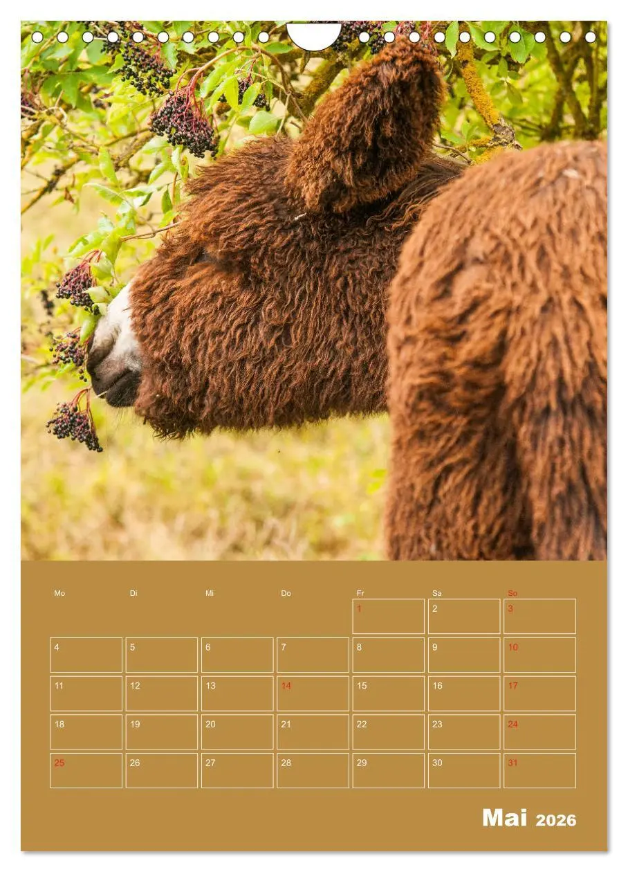 Bild: 9783516384840 | Entzückende Esel - Charmant und liebenswert (Wandkalender 2026 DIN...