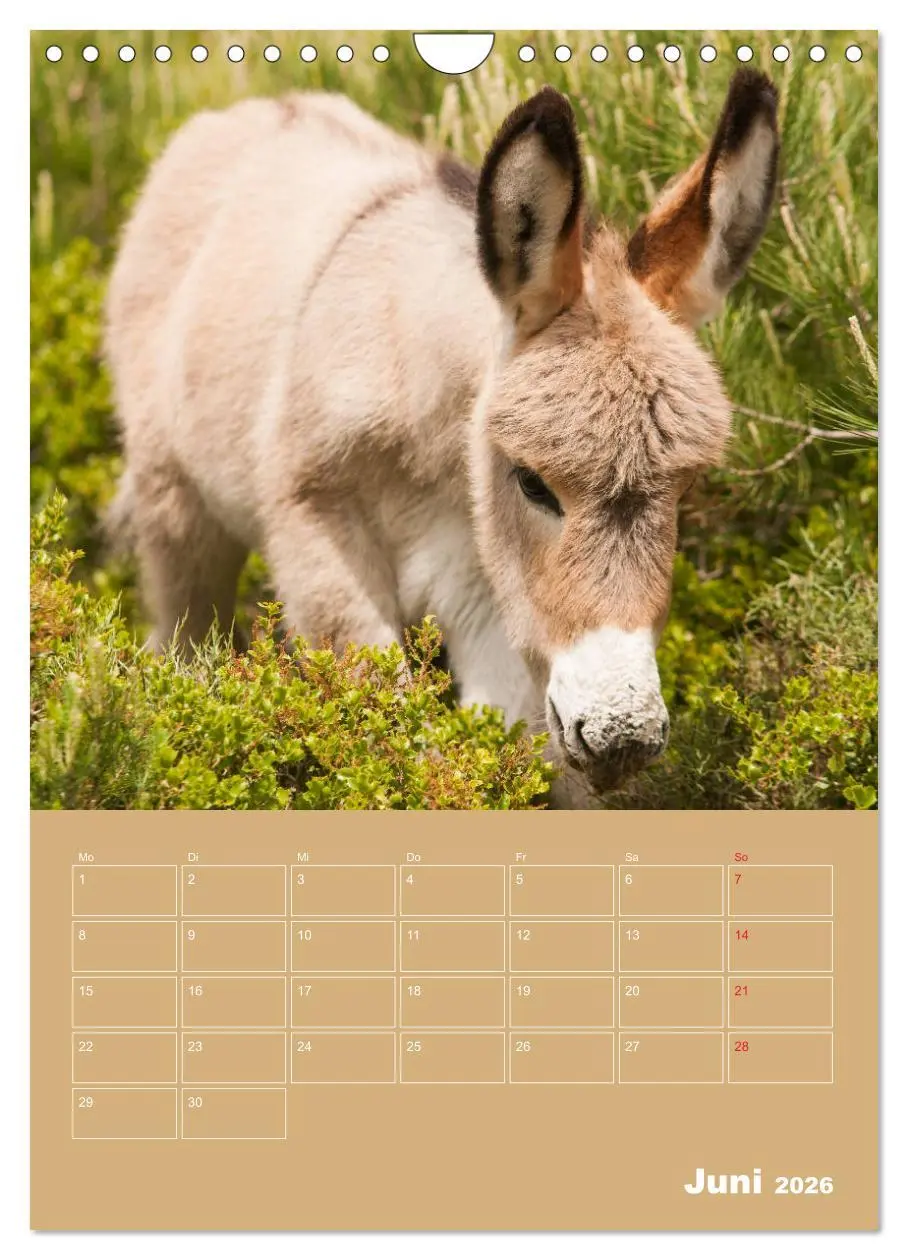 Bild: 9783516384840 | Entzückende Esel - Charmant und liebenswert (Wandkalender 2026 DIN...