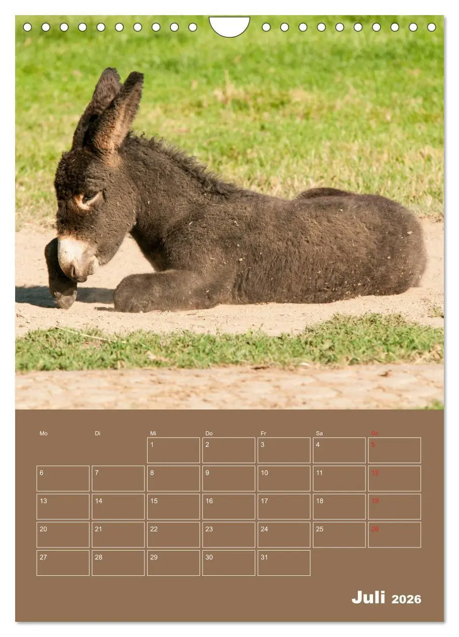 Bild: 9783516384840 | Entzückende Esel - Charmant und liebenswert (Wandkalender 2026 DIN...
