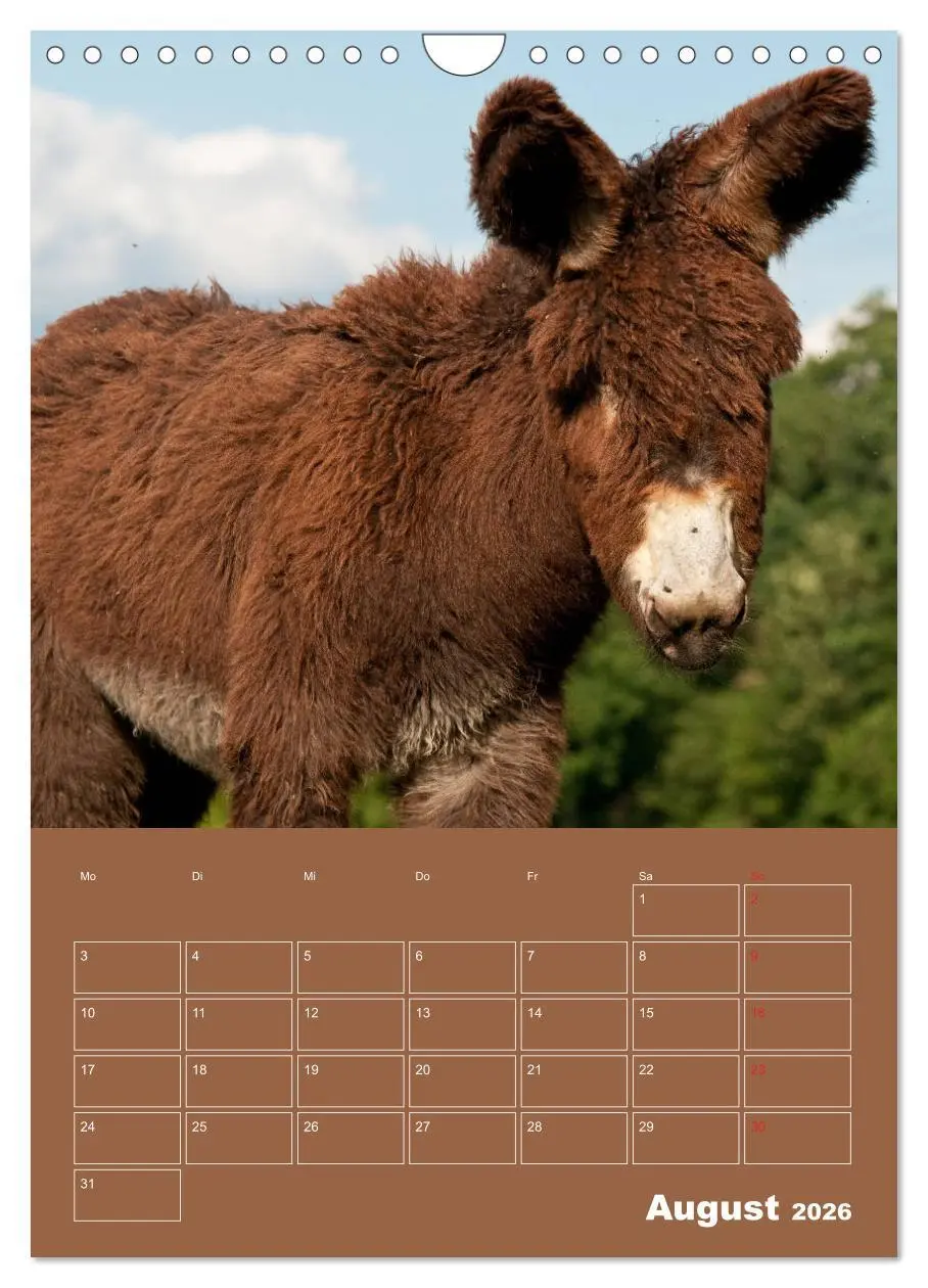 Bild: 9783516384840 | Entzückende Esel - Charmant und liebenswert (Wandkalender 2026 DIN...