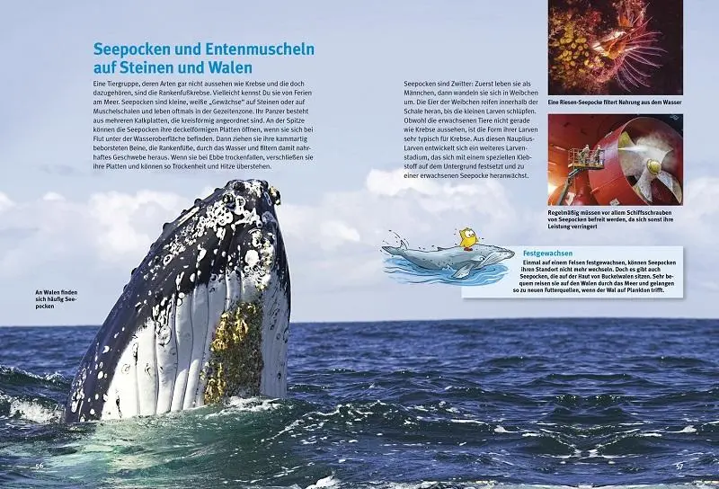 Bild: 9783866595040 | Entdecke die Krebse | Charles Oliver Coleman | Buch | 64 S. | Deutsch