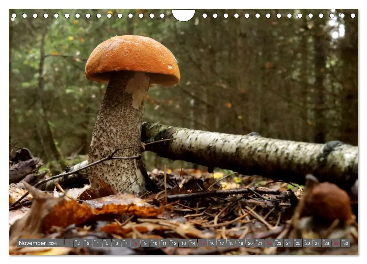 Bild: 9783457915240 | PILZE IM WALD (Wandkalender 2026 DIN A4 quer), CALVENDO Monatskalender