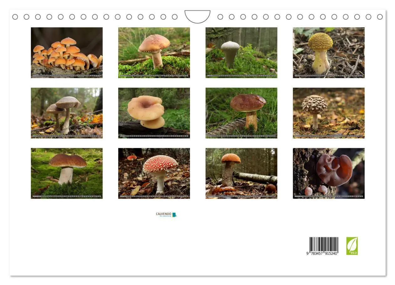 Bild: 9783457915240 | PILZE IM WALD (Wandkalender 2026 DIN A4 quer), CALVENDO Monatskalender