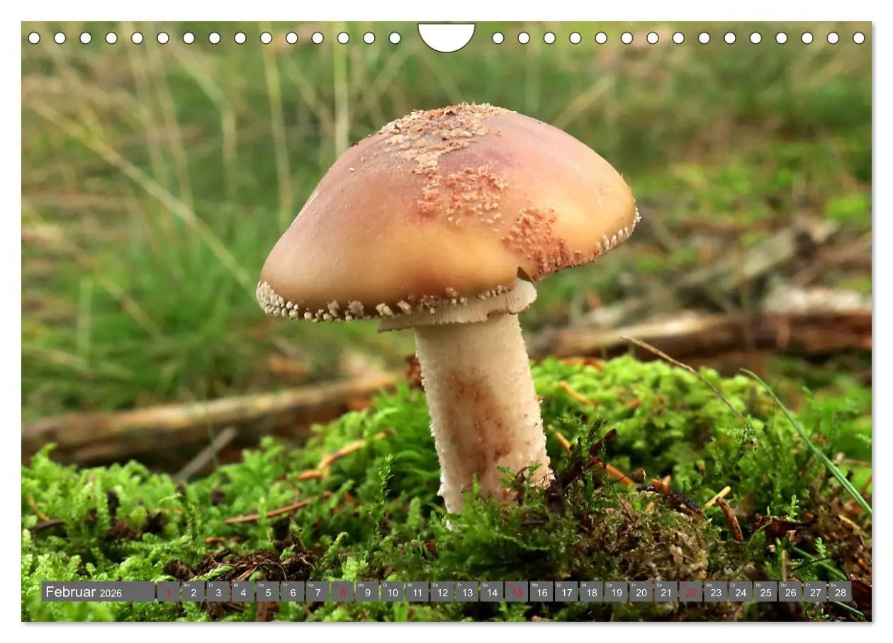 Bild: 9783457915240 | PILZE IM WALD (Wandkalender 2026 DIN A4 quer), CALVENDO Monatskalender