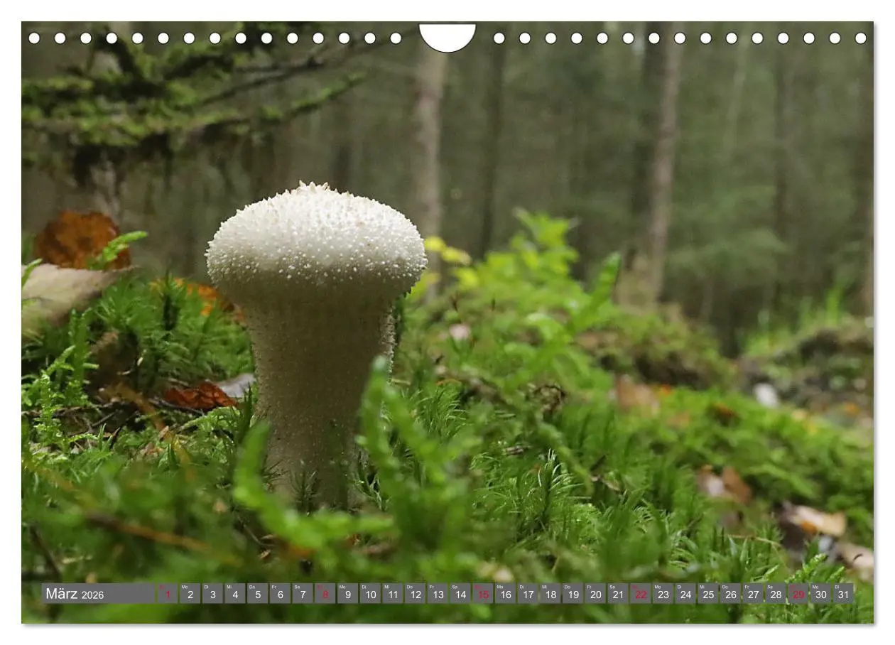 Bild: 9783457915240 | PILZE IM WALD (Wandkalender 2026 DIN A4 quer), CALVENDO Monatskalender