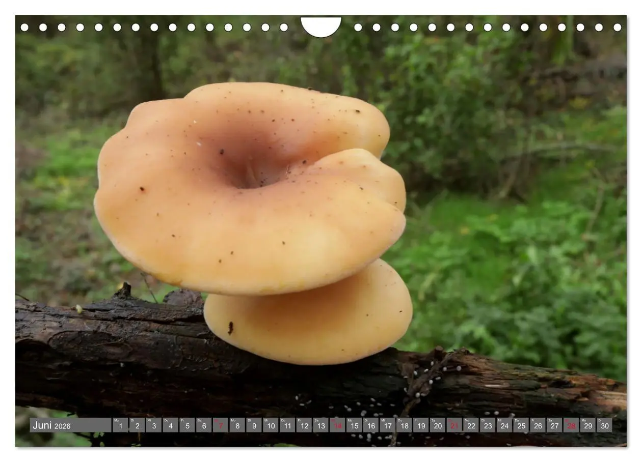 Bild: 9783457915240 | PILZE IM WALD (Wandkalender 2026 DIN A4 quer), CALVENDO Monatskalender