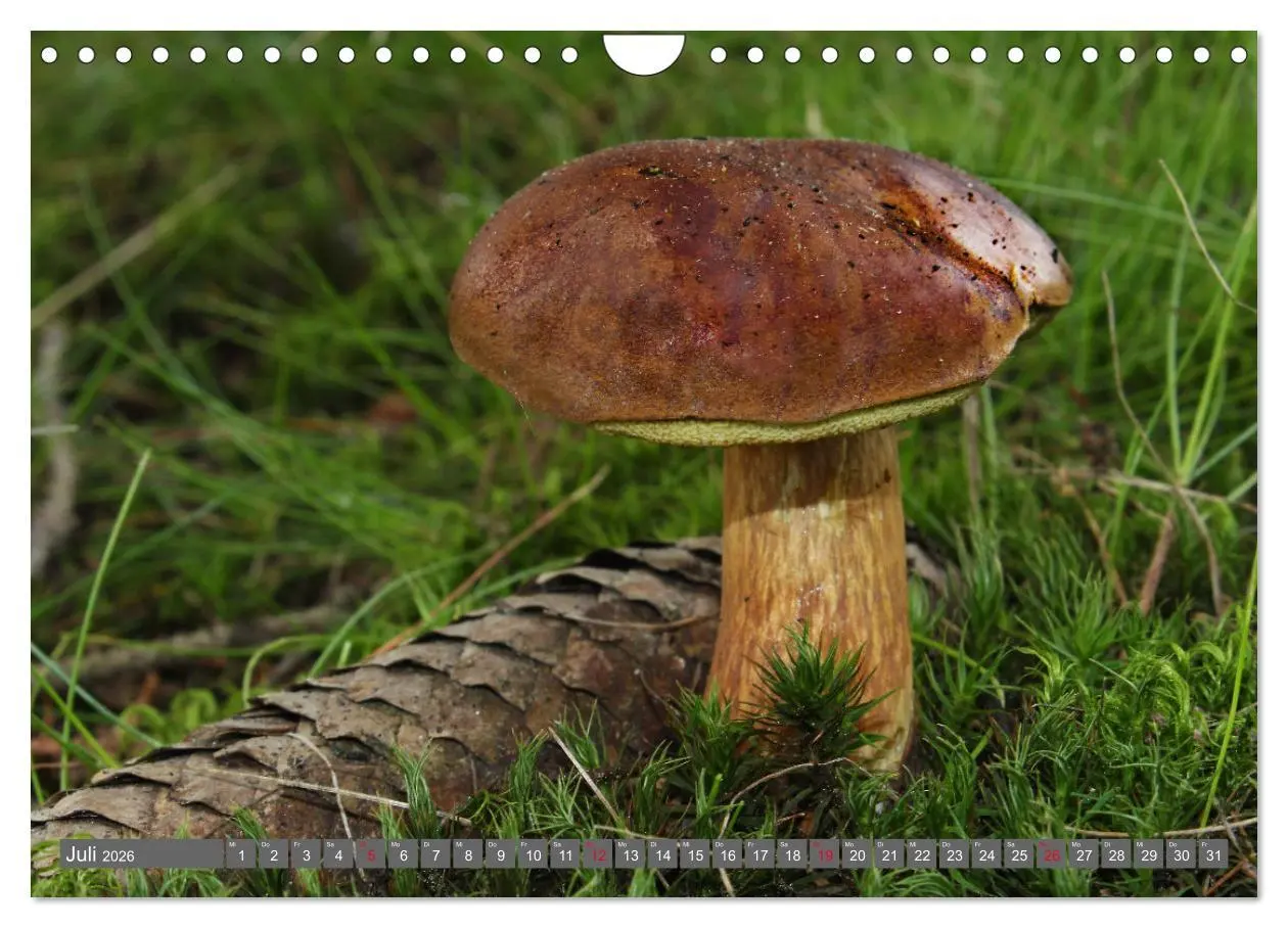 Bild: 9783457915240 | PILZE IM WALD (Wandkalender 2026 DIN A4 quer), CALVENDO Monatskalender