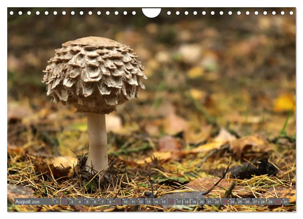 Bild: 9783457915240 | PILZE IM WALD (Wandkalender 2026 DIN A4 quer), CALVENDO Monatskalender