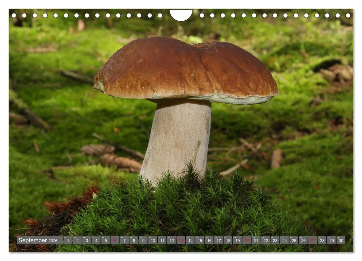 Bild: 9783457915240 | PILZE IM WALD (Wandkalender 2026 DIN A4 quer), CALVENDO Monatskalender