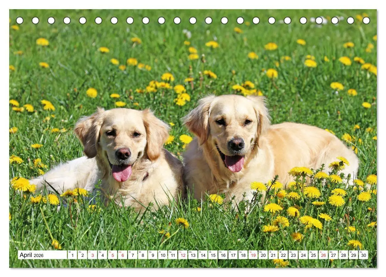 Bild: 9783516005240 | Golden Retriever ein treuer Begleiter (Tischkalender 2026 DIN A5...