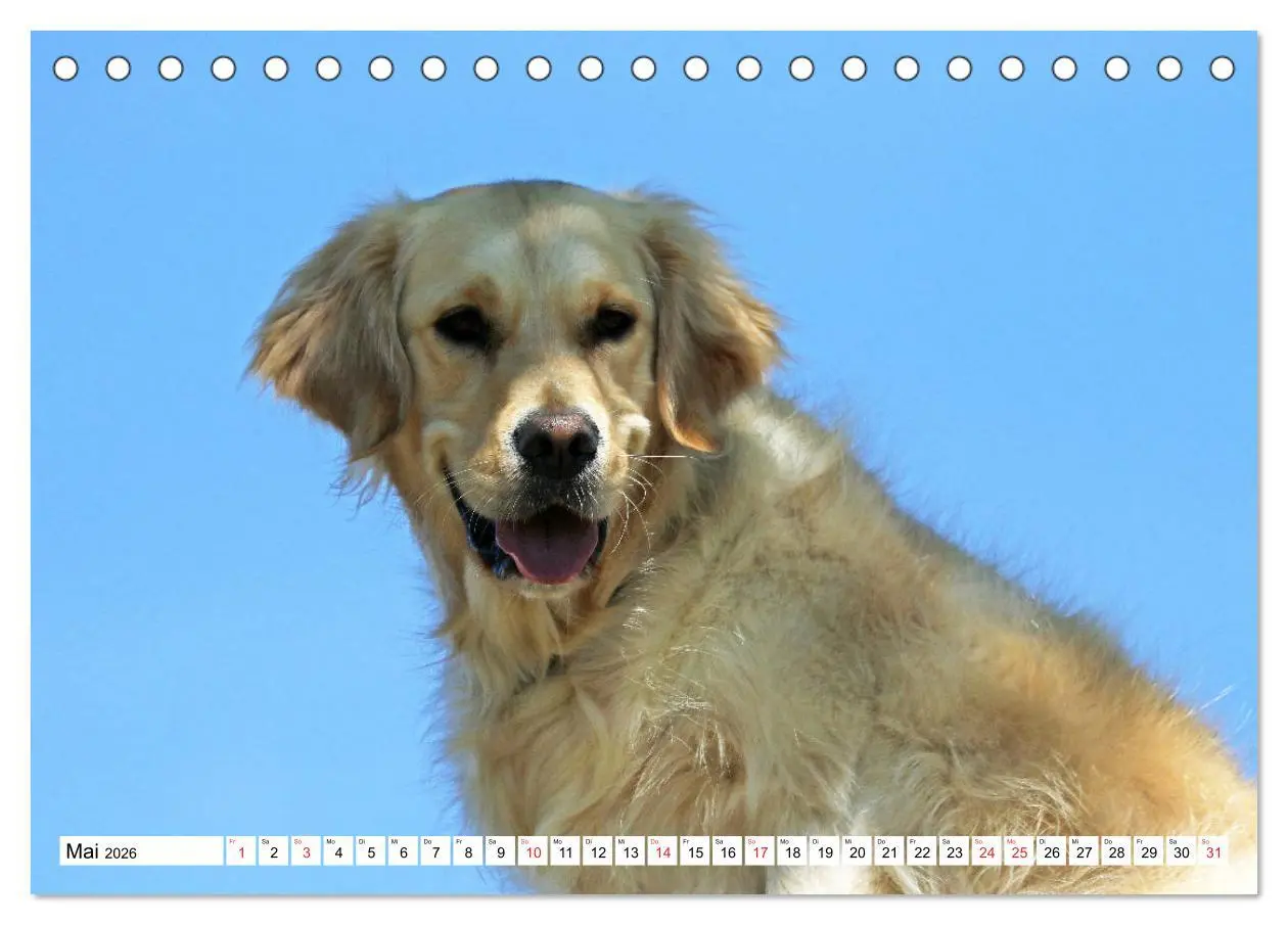 Bild: 9783516005240 | Golden Retriever ein treuer Begleiter (Tischkalender 2026 DIN A5...