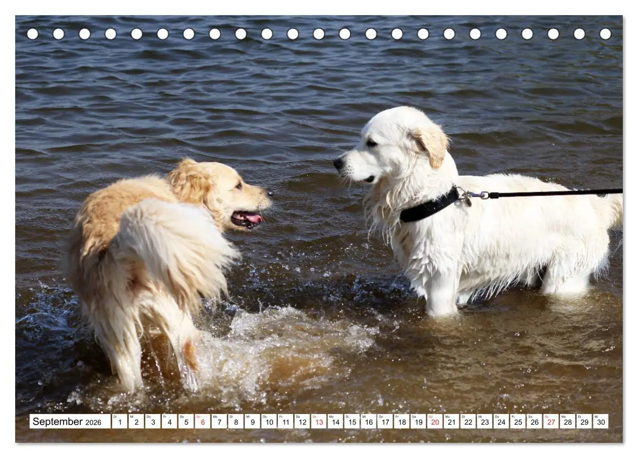 Bild: 9783516005240 | Golden Retriever ein treuer Begleiter (Tischkalender 2026 DIN A5...