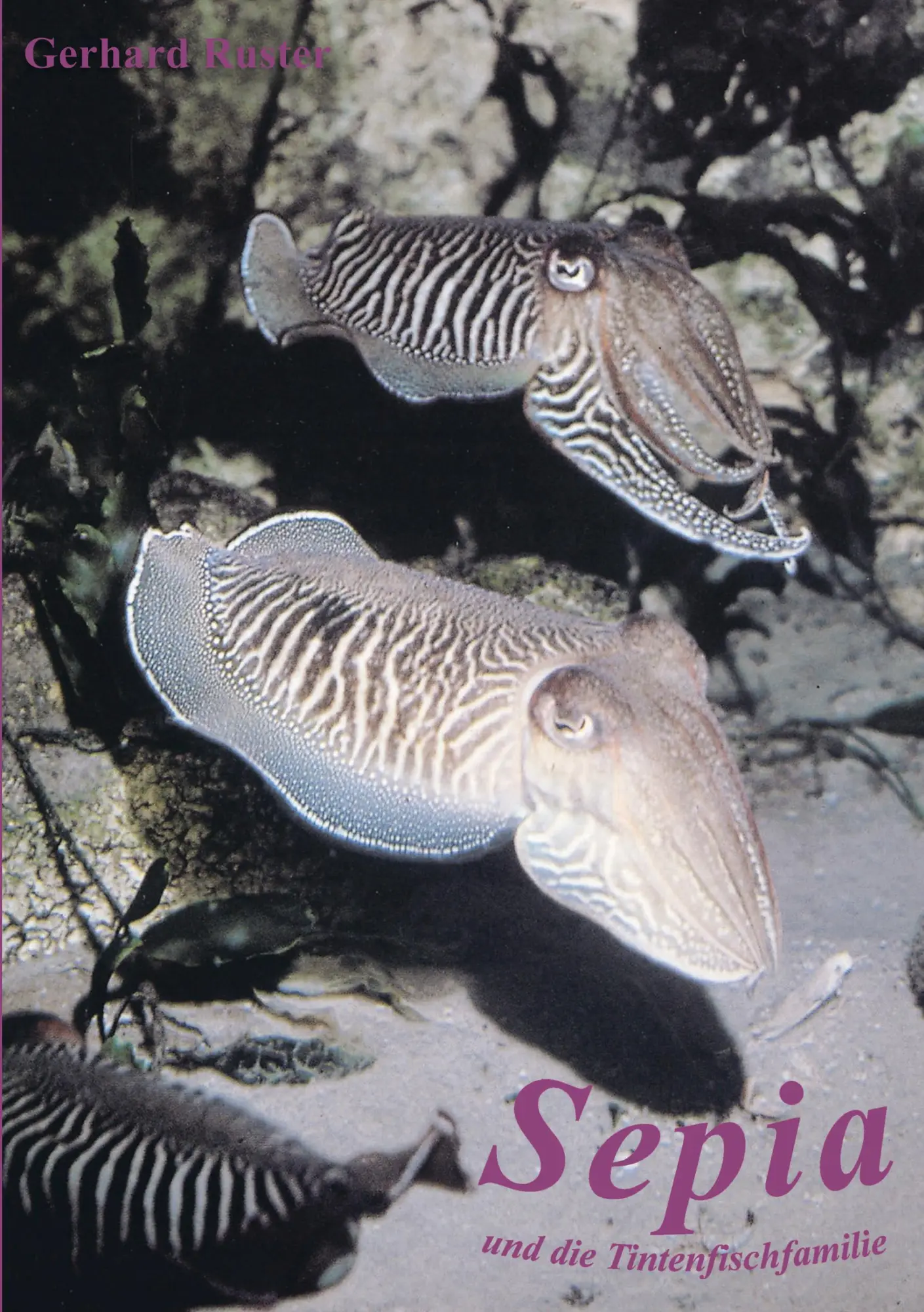Cover: 9783831125340 | Sepia und die Tintenfischfamilie | Gerhard Ruster | Taschenbuch | 2001