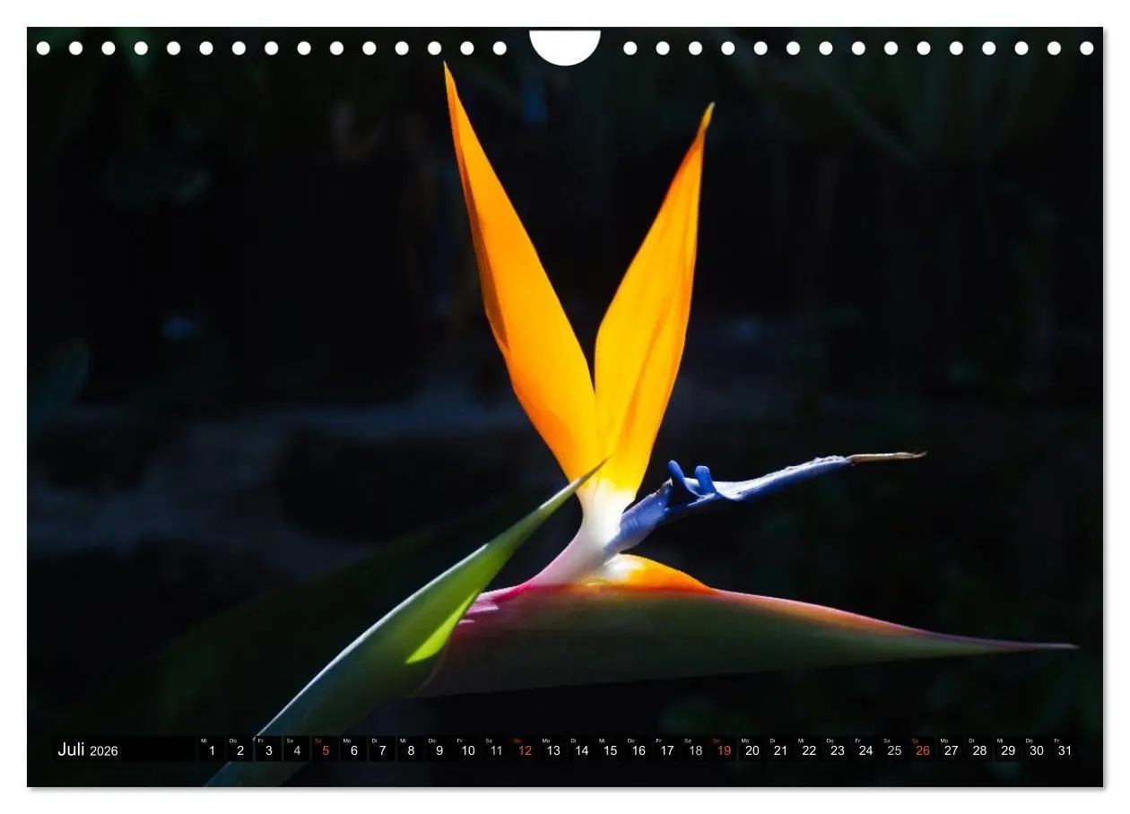 Bild: 9783516155440 | Hawai'i - Teil 2 (Wandkalender 2026 DIN A4 quer), CALVENDO...