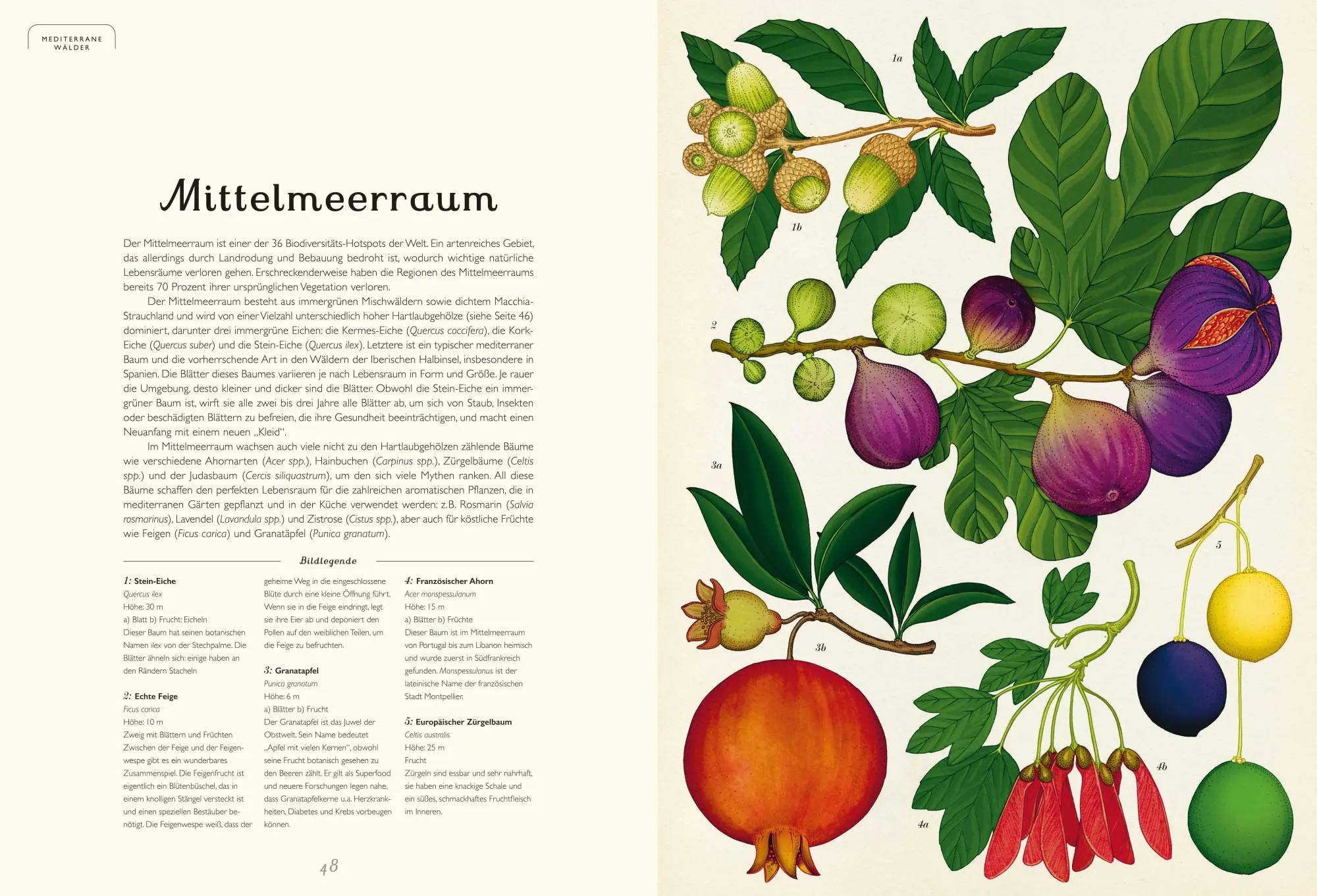 Bild: 9783791375540 | Das Museum der Bäume | Eintritt frei! | Tony Kirkham (u. a.) | Buch