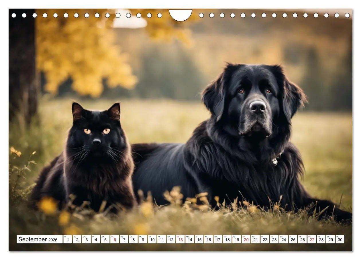 Bild: 9783457735640 | Neufundländer - Liebenswerte Bären (Wandkalender 2026 DIN A4 quer),...