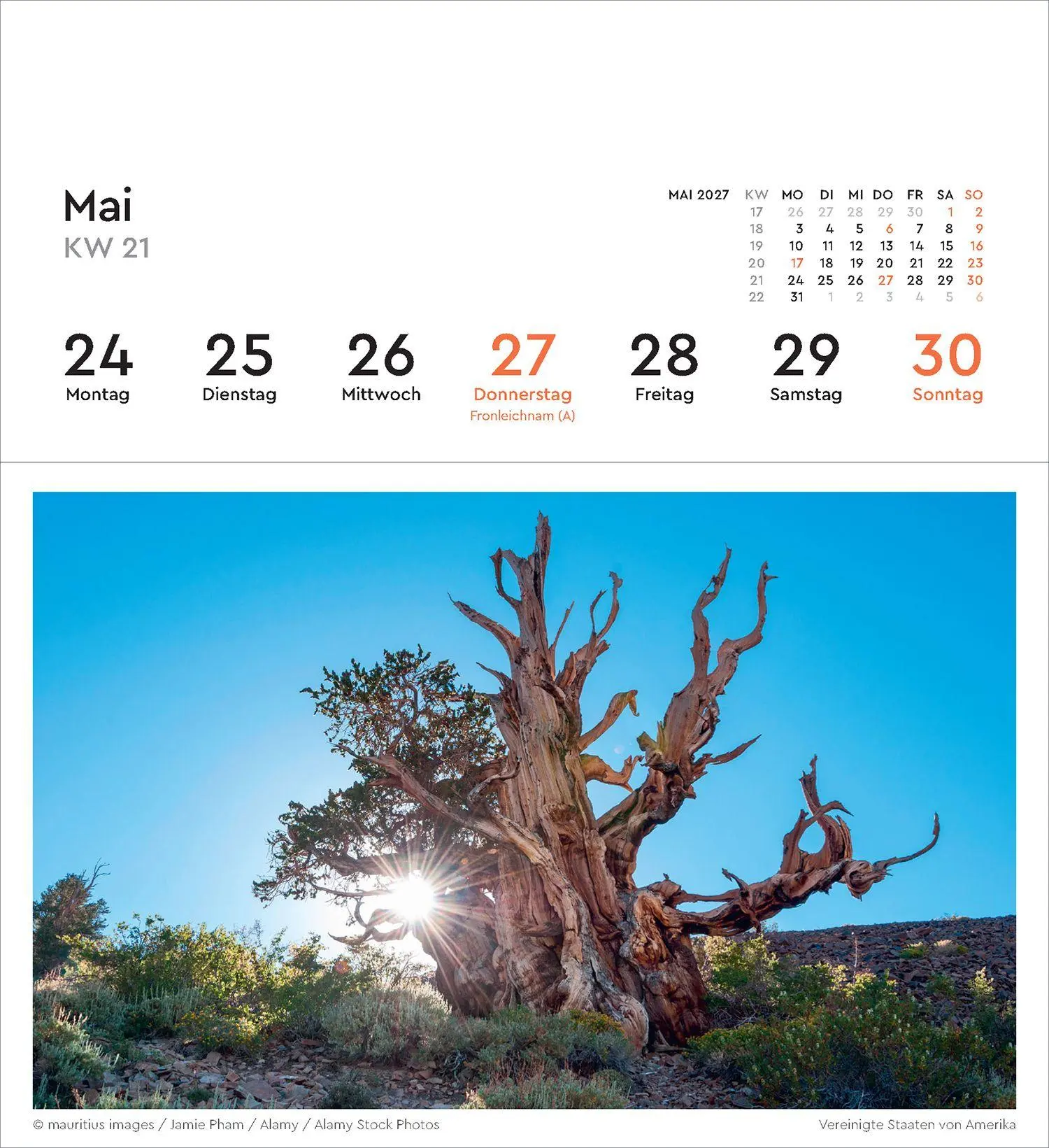 Bild: 9783965915640 | Alte Bäume - KUNTH Postkartenkalender 2027 | Kalender | 53 S. | 2027
