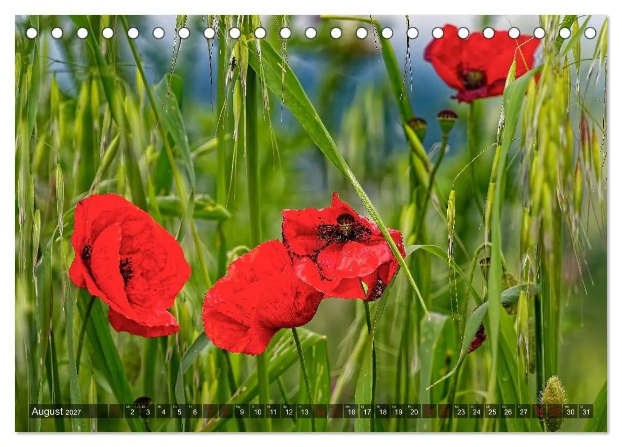 Bild: 9783594345740 | Erlebnis Toskana - Landschaften (Tischkalender 2027 DIN A5 quer),...