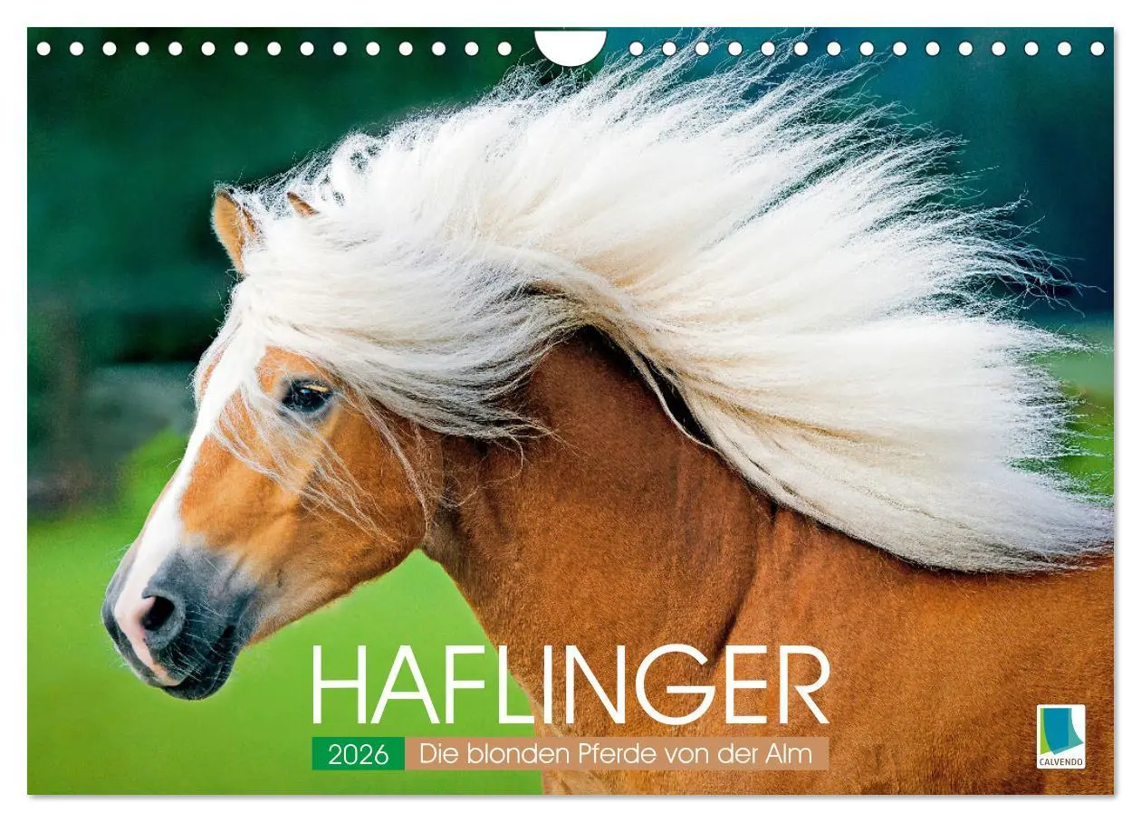 Cover: 9783457265840 | Haflinger: Die blonden Pferde von der Alm (Wandkalender 2026 DIN A4...