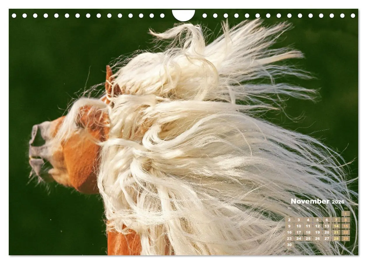 Bild: 9783457265840 | Haflinger: Die blonden Pferde von der Alm (Wandkalender 2026 DIN A4...