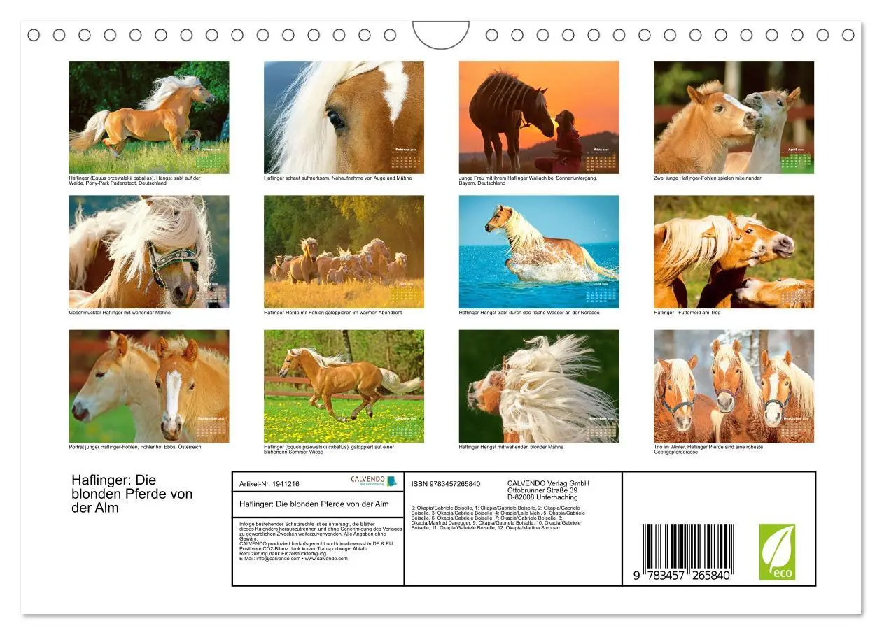 Bild: 9783457265840 | Haflinger: Die blonden Pferde von der Alm (Wandkalender 2026 DIN A4...