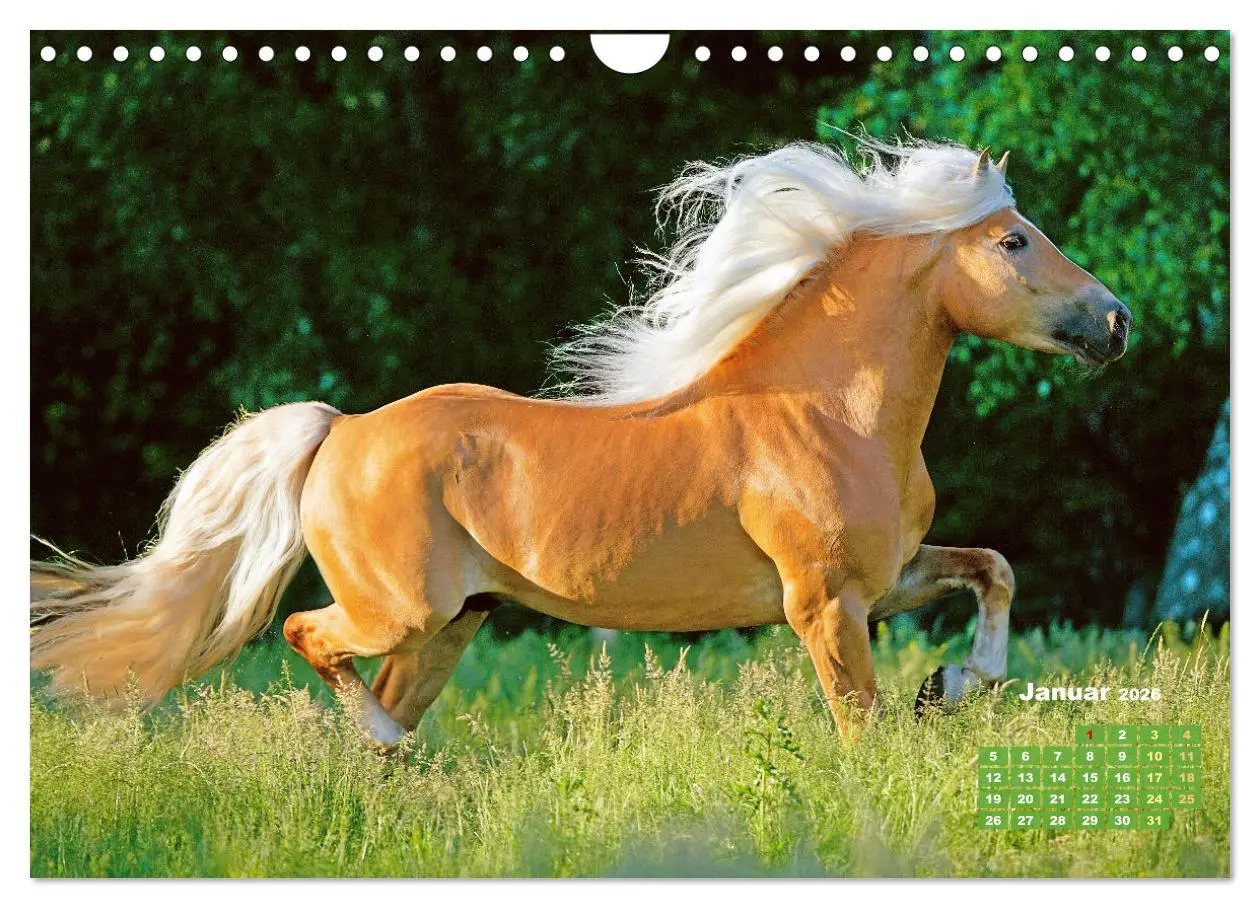 Bild: 9783457265840 | Haflinger: Die blonden Pferde von der Alm (Wandkalender 2026 DIN A4...