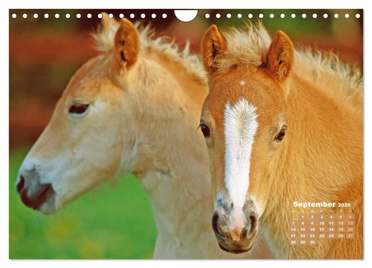 Bild: 9783457265840 | Haflinger: Die blonden Pferde von der Alm (Wandkalender 2026 DIN A4...