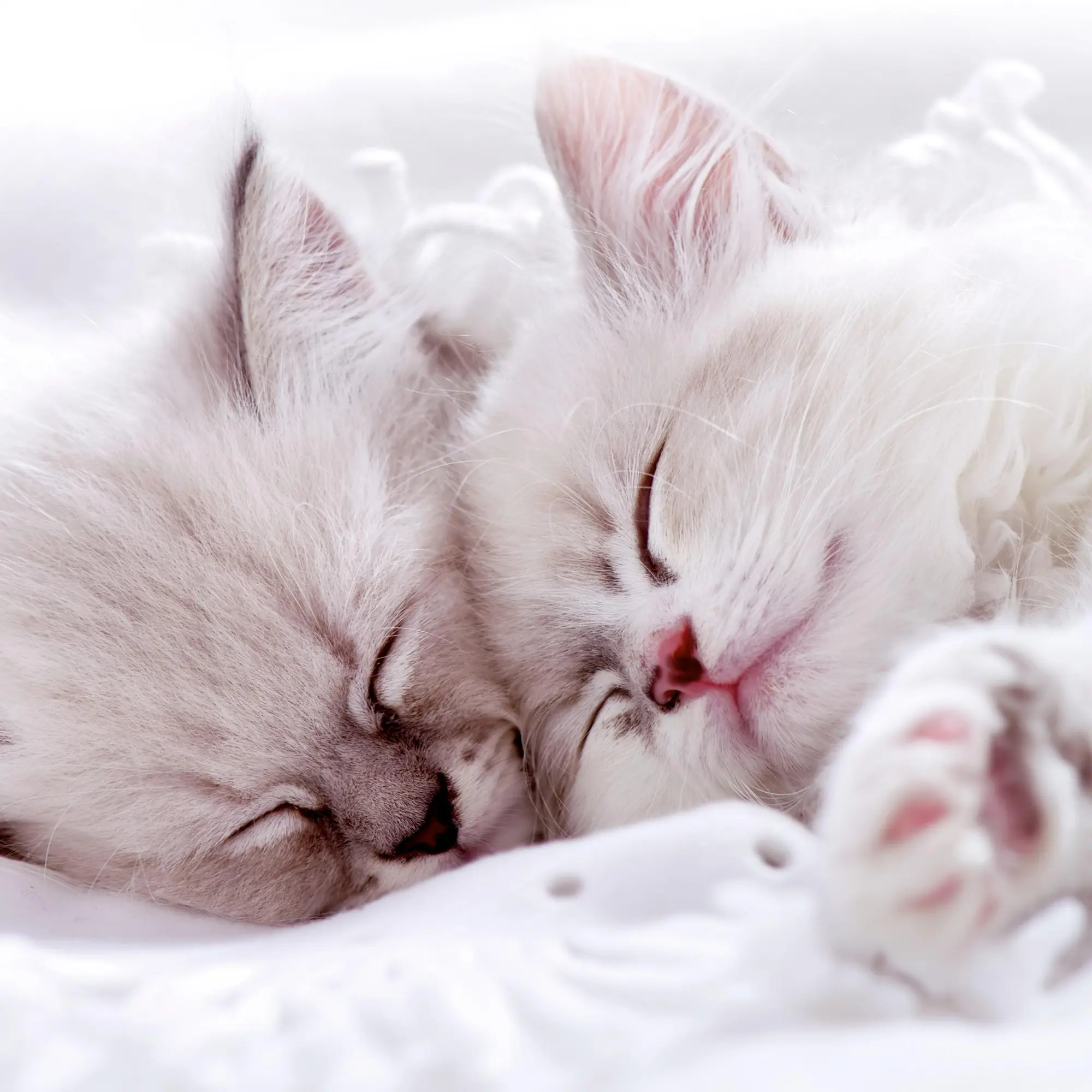 Bild: 9783959295840 | Katzen/Cats 2026 | Kalender 2026 | Kalender | Artwork Edition | 28 S.