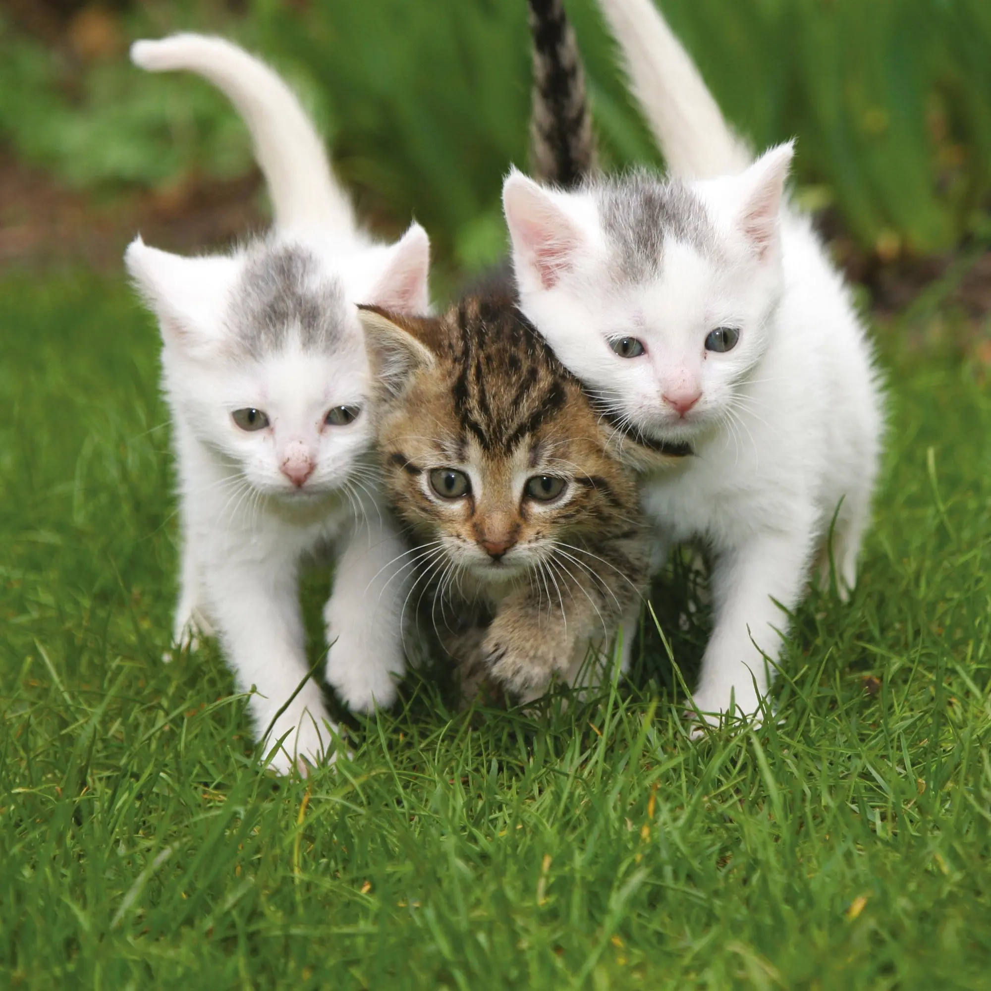 Bild: 9783959295840 | Katzen/Cats 2026 | Kalender 2026 | Kalender | Artwork Edition | 28 S.