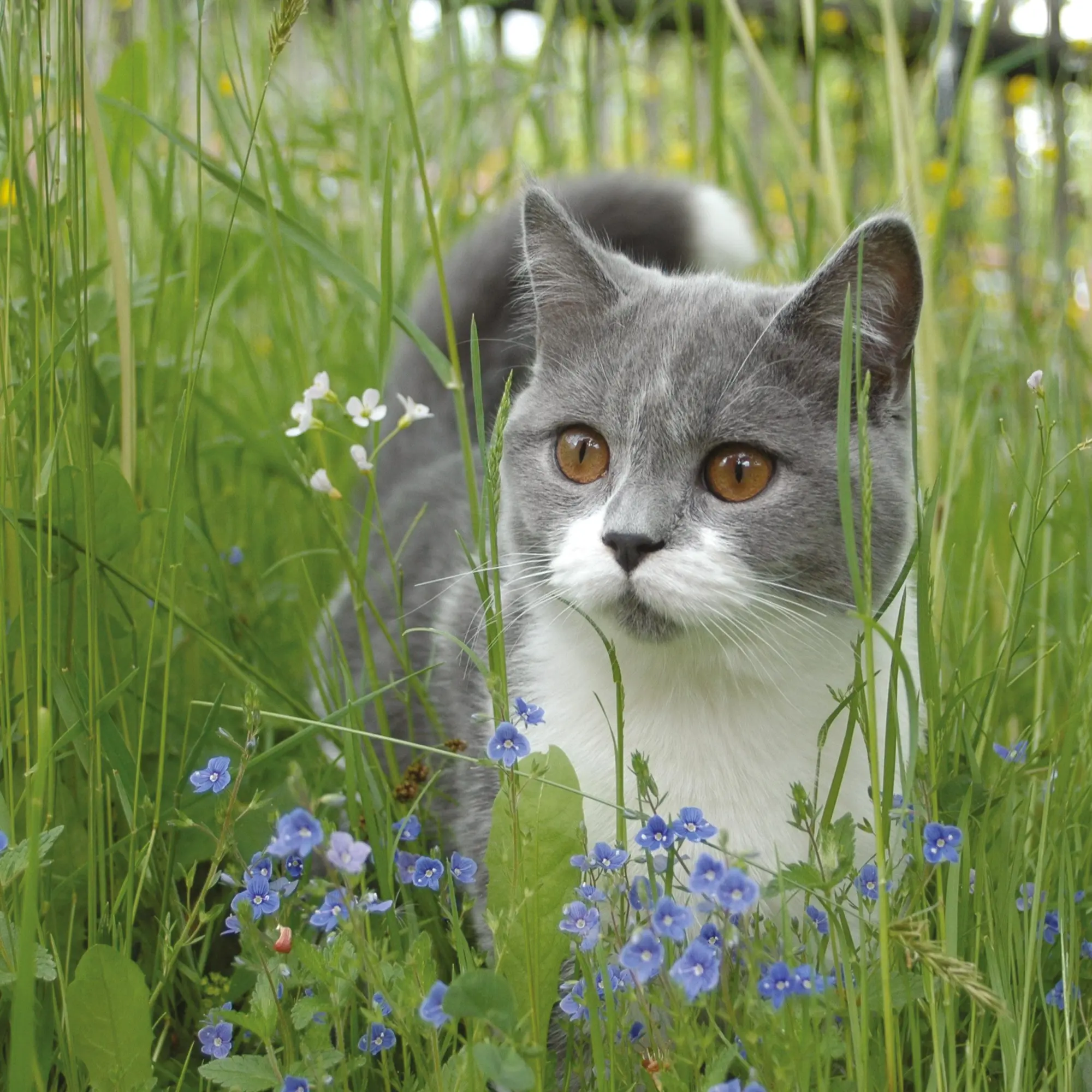Bild: 9783959295840 | Katzen/Cats 2026 | Kalender 2026 | Kalender | Artwork Edition | 28 S.
