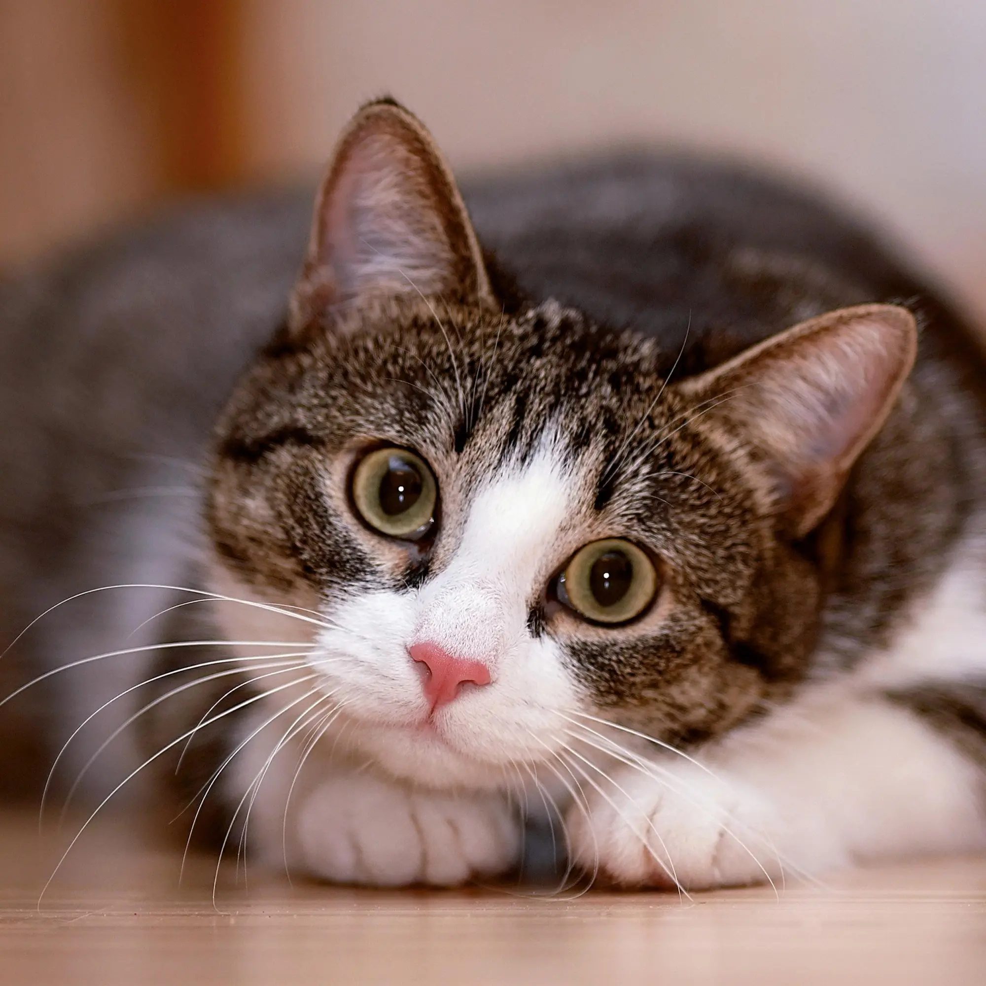 Bild: 9783959295840 | Katzen/Cats 2026 | Kalender 2026 | Kalender | Artwork Edition | 28 S.