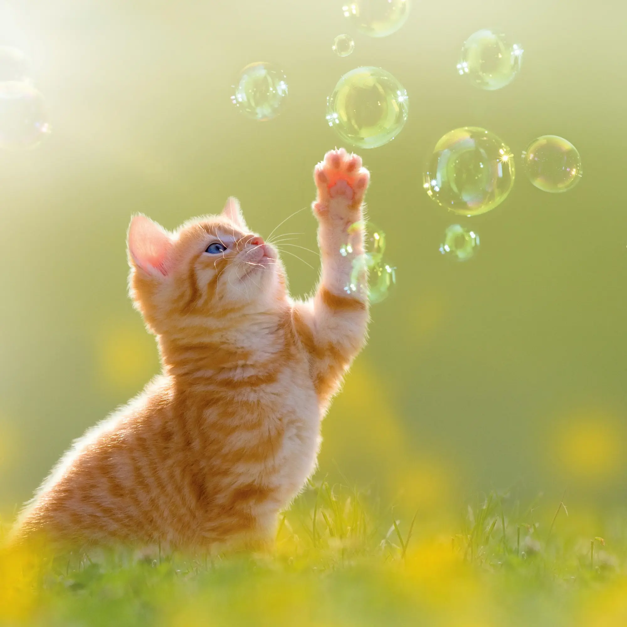 Bild: 9783959295840 | Katzen/Cats 2026 | Kalender 2026 | Kalender | Artwork Edition | 28 S.