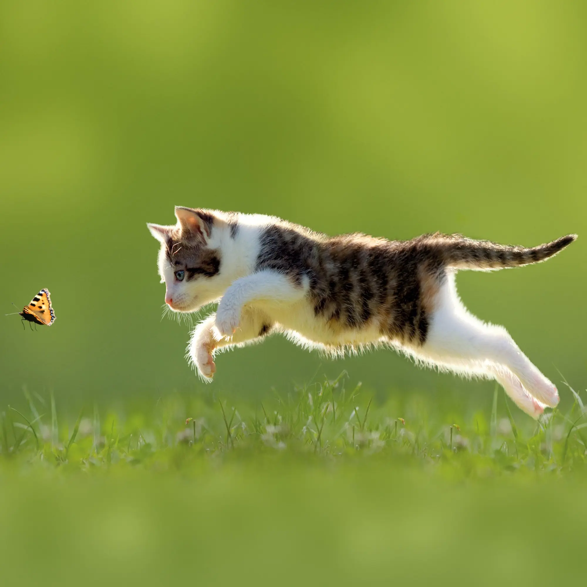 Bild: 9783959295840 | Katzen/Cats 2026 | Kalender 2026 | Kalender | Artwork Edition | 28 S.