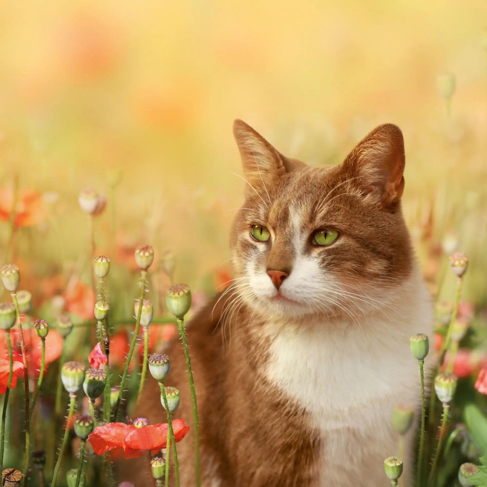 Bild: 9783959295840 | Katzen/Cats 2026 | Kalender 2026 | Kalender | Artwork Edition | 28 S.