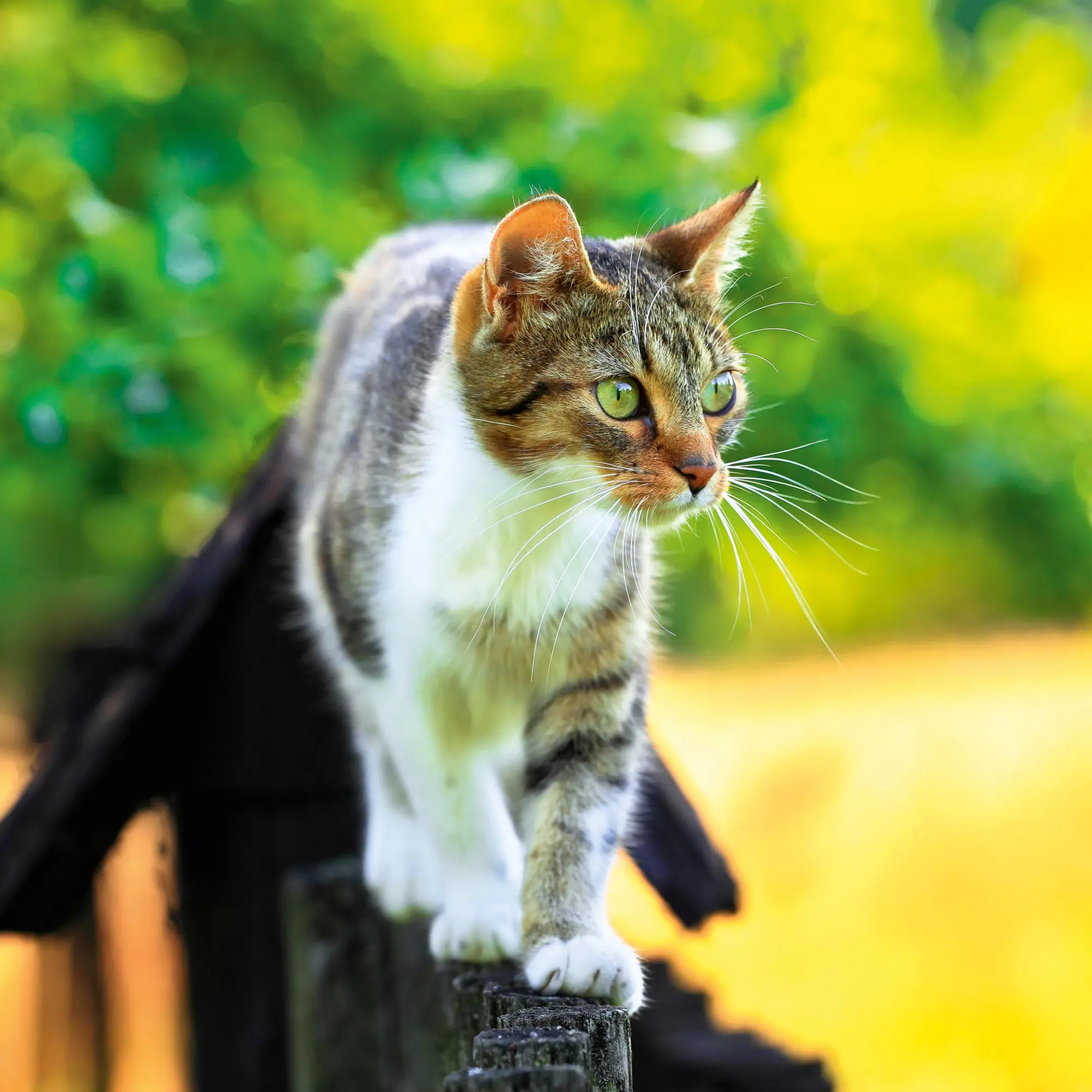 Bild: 9783959295840 | Katzen/Cats 2026 | Kalender 2026 | Kalender | Artwork Edition | 28 S.