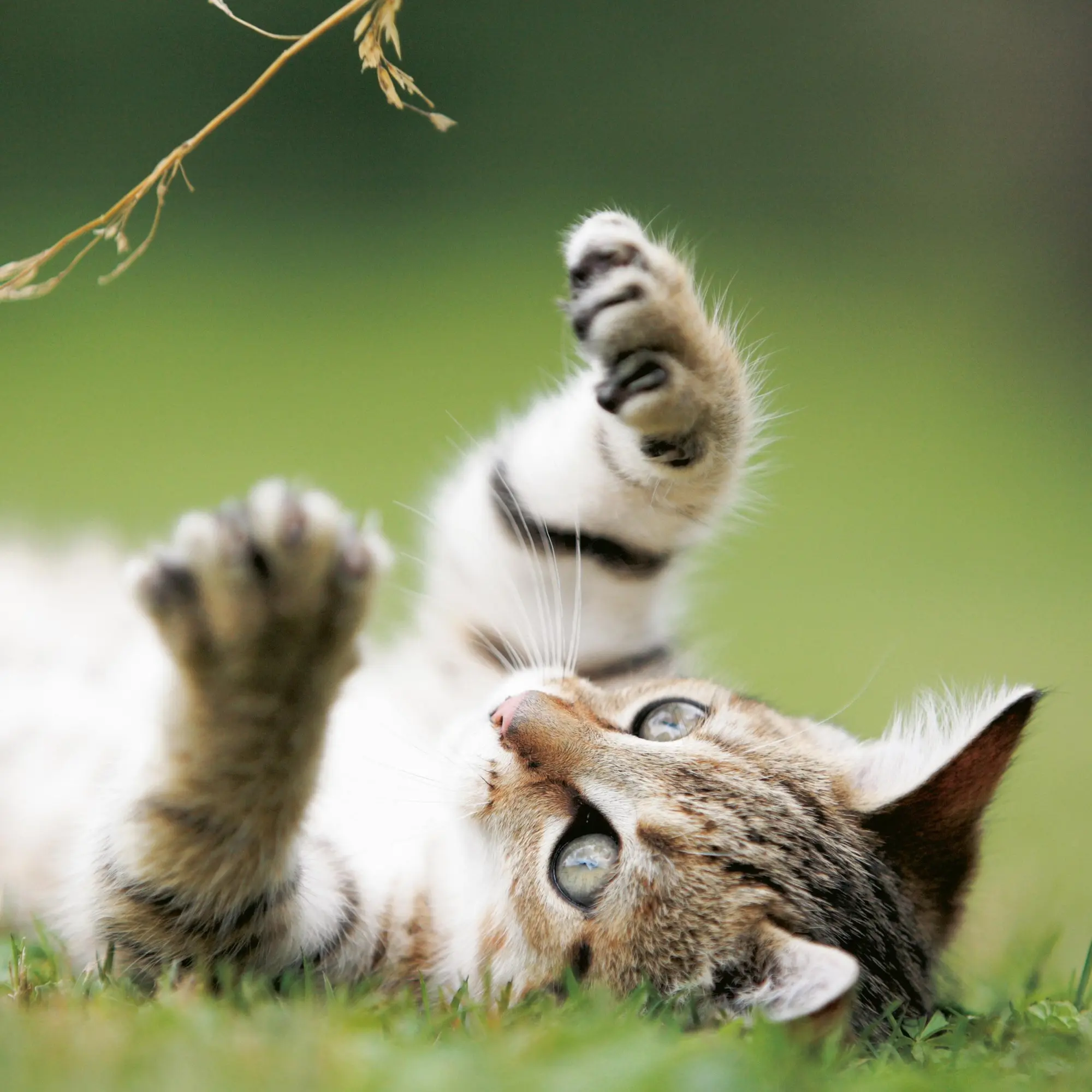 Bild: 9783959295840 | Katzen/Cats 2026 | Kalender 2026 | Kalender | Artwork Edition | 28 S.