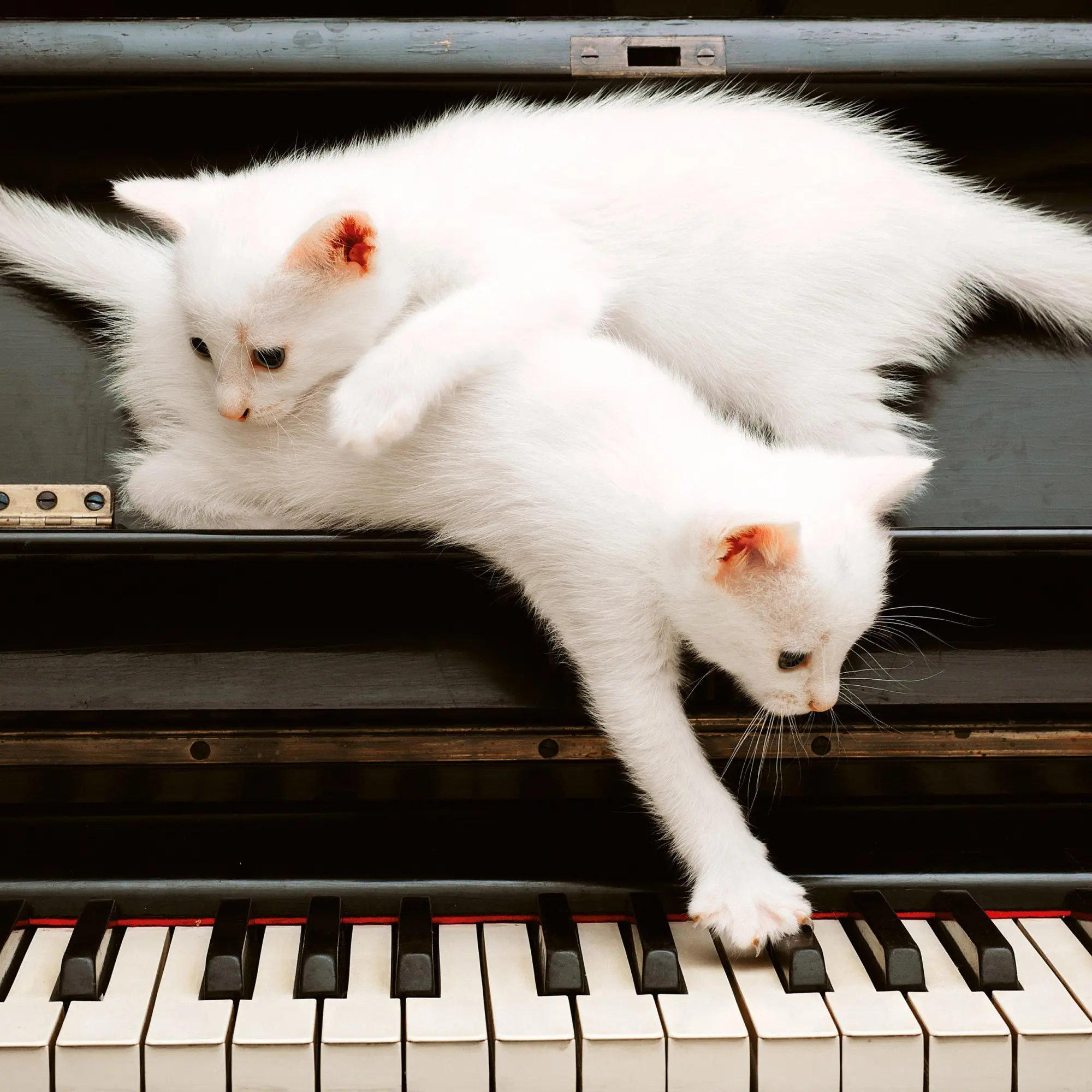 Bild: 9783959295840 | Katzen/Cats 2026 | Kalender 2026 | Kalender | Artwork Edition | 28 S.