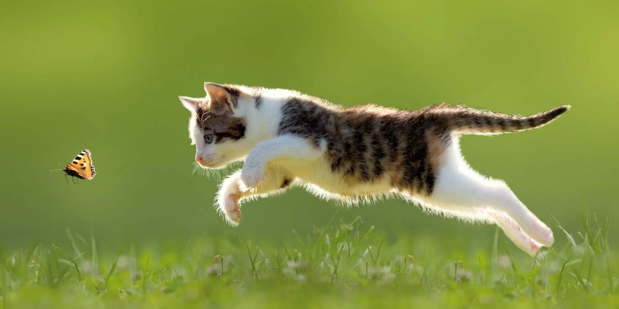 Bild: 9783959295840 | Katzen/Cats 2026 | Kalender 2026 | Kalender | Artwork Edition | 28 S.