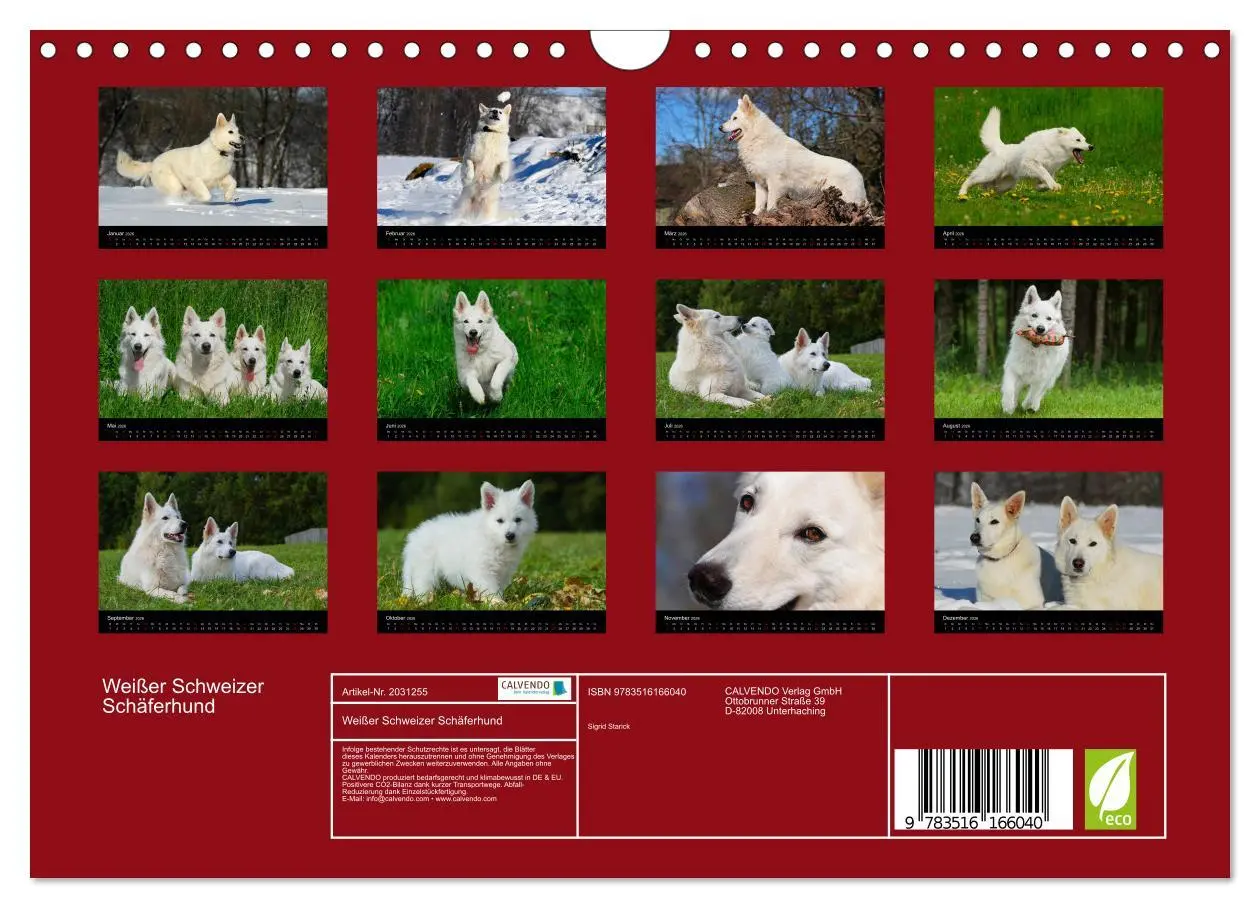 Bild: 9783516166040 | Weißer Schweizer Schäferhund (Wandkalender 2026 DIN A4 quer),...