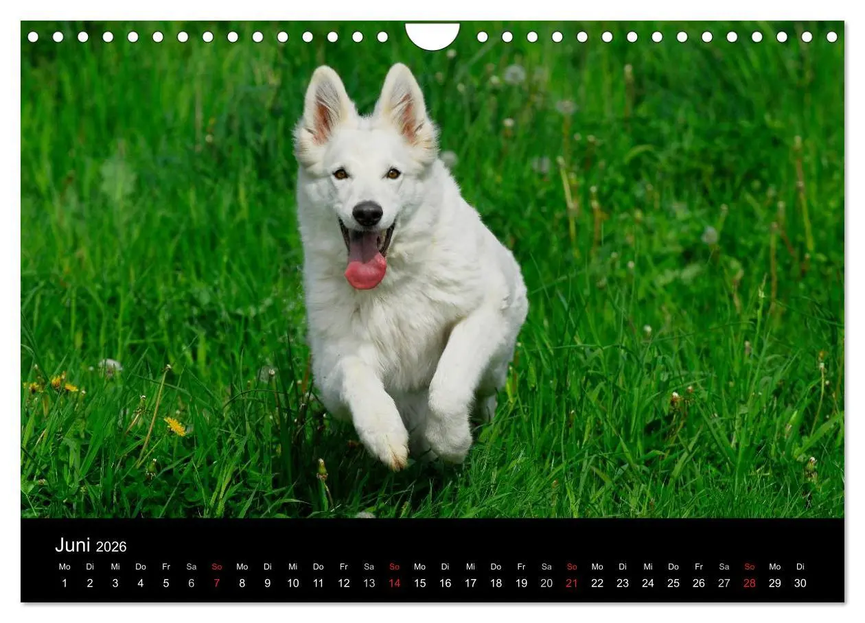 Bild: 9783516166040 | Weißer Schweizer Schäferhund (Wandkalender 2026 DIN A4 quer),...
