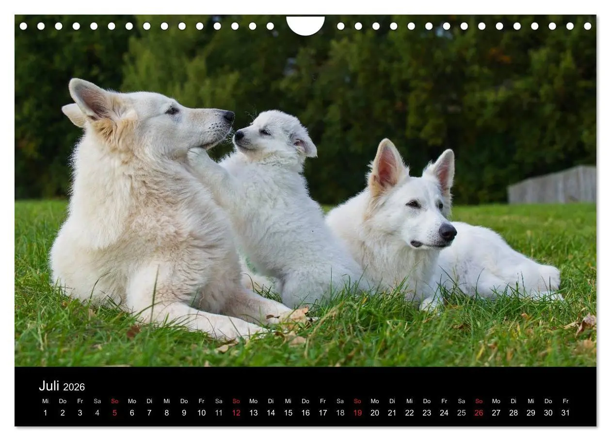 Bild: 9783516166040 | Weißer Schweizer Schäferhund (Wandkalender 2026 DIN A4 quer),...