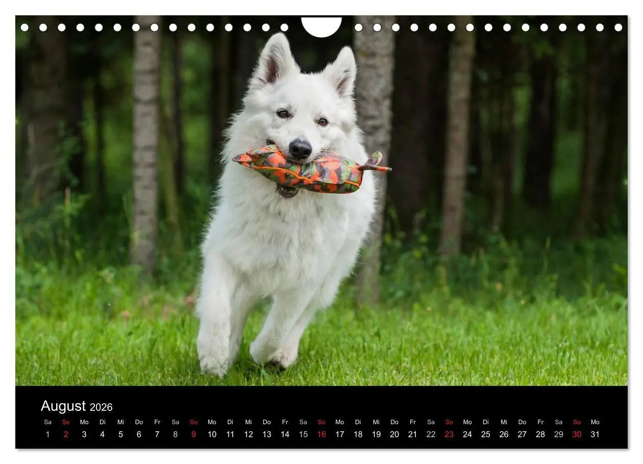 Bild: 9783516166040 | Weißer Schweizer Schäferhund (Wandkalender 2026 DIN A4 quer),...